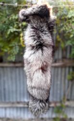 turkan hicab instagram: Tebii xez Tulki vorotnik