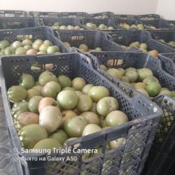 куплю мясо бройлера: Помидоры Красные, Оптом