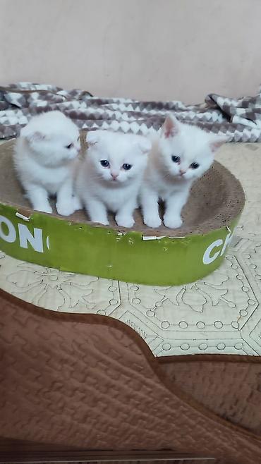 Скотиш Фолд (Шотландская вислоухая), 2 месяца, Мальчик, Белый