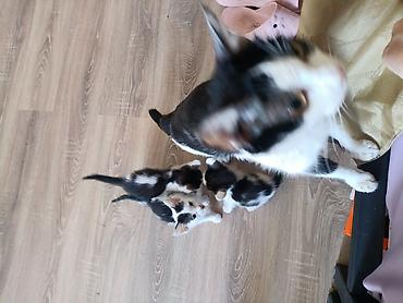 меняю на собаку: ОТДАМ КОТЯТ В ДОБРЫЕ РУКИ!!! Котята чёрно-белого окраса, 3 мальчика — 1