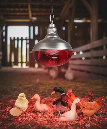 İnkubatorlar: İsidici lampa 
Qırmızı 
İstifadəsi: Quşlar, Heyvanlar 
Yeni 
150 vat — 4