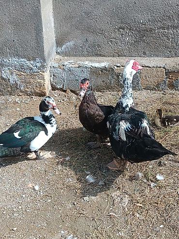 krasnadar ördək: 1 erkek lal ördək 2 disi lal ördək bir xoruz bir toyug birdeki — 3