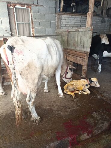 аксессуары для животных: Продам отеливших и глубоко стельных коров отел от 1 до 3 молока на