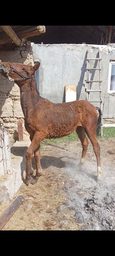 продаю петух: Ургаачы тай 1 жаш
