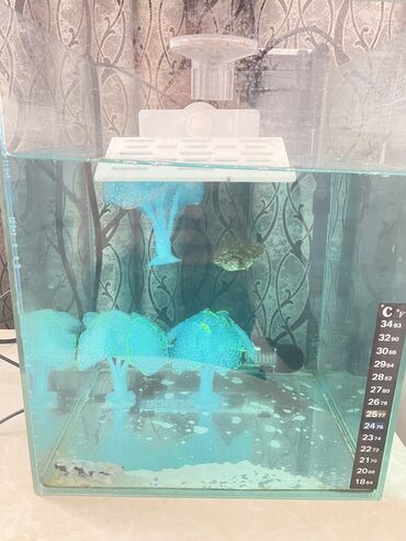 живые дрожи: Аквариум на 15 литров с черепахой с градусником с мостиком с