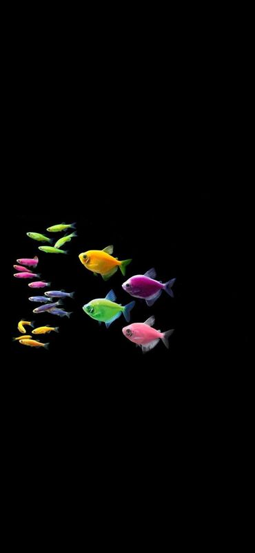 akvarium qiymətləri: Danio və Glofish balıqları xüsusi növləri istisna olmaqla 1 azn