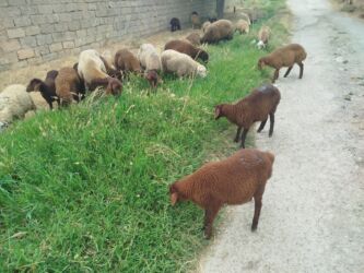 Коровы, быки: Самец, Qala, лет: 1, 50 кг, Для разведения, Самовывоз