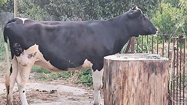 Inəklər, öküzlər: Dişi, Simental, il: 3, 500 kq — 3