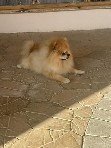 spitz it: Şpitz, Erkək, Cütləşmə üçün — 2