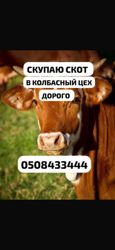 бараны на откорм: Куплю | Коровы, быки, Лошади, кони, Другие с/х животные | Круглосуточно, Любое состояние, Забитый at lalafo.kg бараны на откорм: Куплю | Коровы, быки, Лошади, кони, Другие с/х животные | Круглосуточно, Любое состояние, Забитый