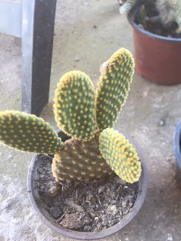 Kaktus: Kaktusi vise vrsta — 12