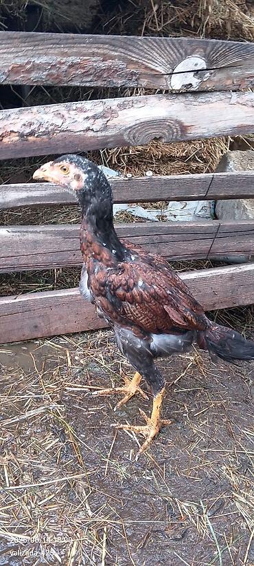 barter xoruz: 3 aylıq heyratı Cücələr təcili satılır yer yoxdur deyə satıram ata — 1