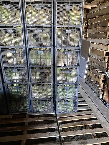 Капуста: Капуста Пекинская — 6