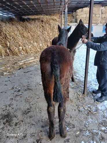 Другие с/х животные: ТАЙЛАР сатылат баасы 58 000 сом денсоолугу зынк at lalafo.kg — 11 Другие с/х животные: ТАЙЛАР сатылат баасы 58 000 сом денсоолугу зынк — 11