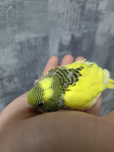 Tutuquşları: 1 ədəd - 20 manat Sevgi və qayğı göstərə biləcək insanlara dalğalı — 2