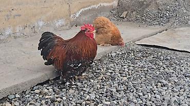 Птицы: Парселян кохинхин карлик 1+1 сатылат — 4