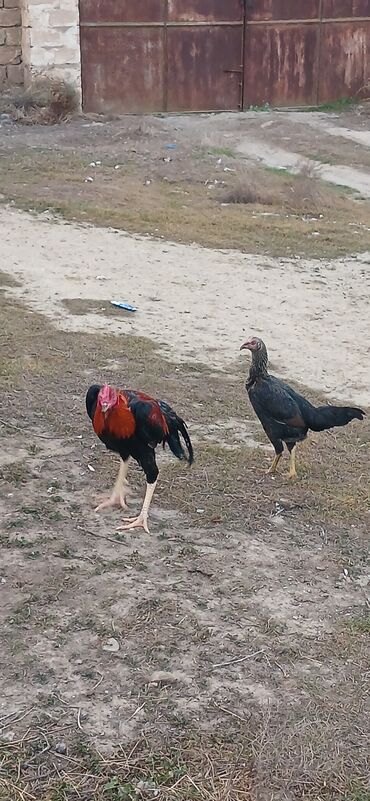 Toyuqlar: Toyuq, Damazlıq, Ödənişli çatdırılma — 9