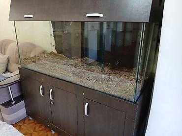 Большой аквариум с тумбой и крышкой
цена 50000 сом at lalafo.kg Большой аквариум с тумбой и крышкой
цена 50000 сом