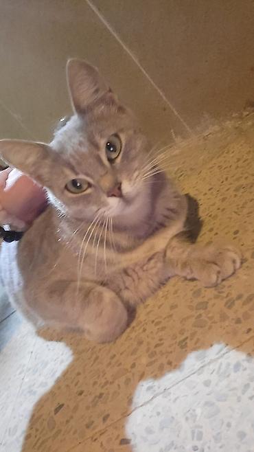Tabbi, Dişi, Yaxşı əllərə, Pulsuz çatdırılma, Ünvandan götürmə