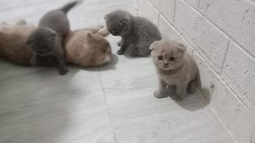 Мышыктар: Шотландские вислоухие котята (Scottish Fold)

Можно бронировать — 1