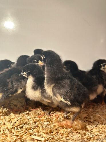 Toyuqlar: Təmiz qan Avstralop cücələr topdan satılır. 1 gündən 1 ayına kimi — 7