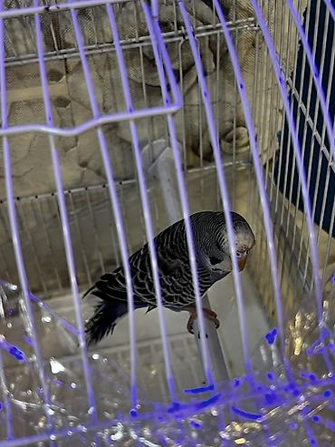 quş ucun qəfəs: Dalmatin rəngli dalğalı tutuquşu cütü və qəfəs dəsti Məhsul tərkibi — 3