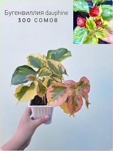 Бугенвиллии двух сортов: Dauphine и Limberlost Beauty. - Dauphine —
