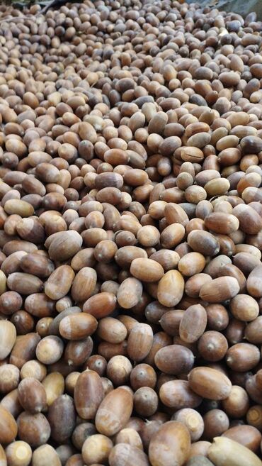 где купить кукурузу для попкорна в бишкеке: Продам жёлуди. Чистые, без шапочек и мусора. Около 120 кг. Мы