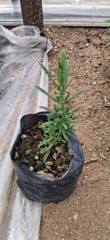 Tinglər: Lavanda (Lavandula) tingləri – ətirli, dekorativ və faydalı çoxillik — 11