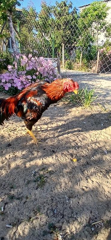 heyvan: SUPER HEYVANDI 10 AYLIQDI DAS PIPIK REAL ALICIYA ENDIRIM VAR FIKRI — 2