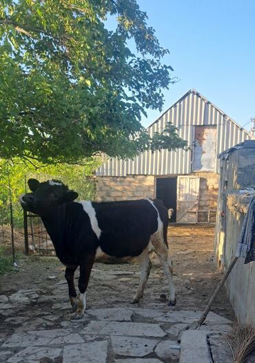sud veren keci: Dişi, il: 1, Damazlıq, Südlük, Ünvandan götürmə
