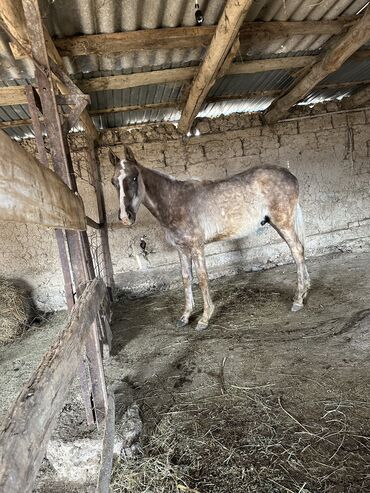 Другие животные: Сатылат 1 жаш тай баасы 85 мин эркек