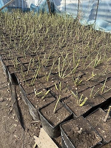 Роза: Саженцы — 8