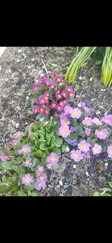 Садовые цветы и кустарники: Саженцы цветка — 6