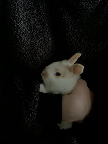 шапка кролик: Продаю | | Белый великан | На забой, Для разведения