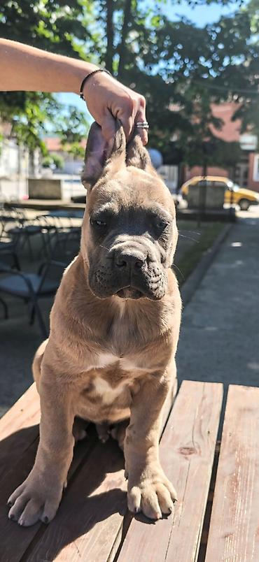 lepi psi: Odgajivačnica Cane Corso Magnum Imperium nudi na prodaju prelepe — 1