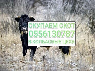 продаю козы: Куплю | Коровы, быки, Лошади, кони, Другие с/х животные | Круглосуточно, Любое состояние, Забитый