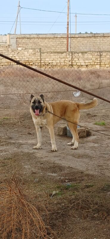 İtlər: Qurdbasar, 11 ay, Erkek, Peyvəndli, Ödənişli çatdırılma -da lalafo.az — 8 İtlər: Qurdbasar, 11 ay, Erkek, Peyvəndli, Ödənişli çatdırılma — 8