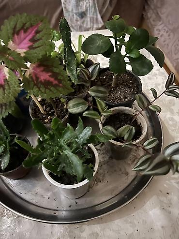 Otaq bitkiləri: Her cure guler var veregliyin baxin ancag xanimlara satiş olur Gencedi — 44