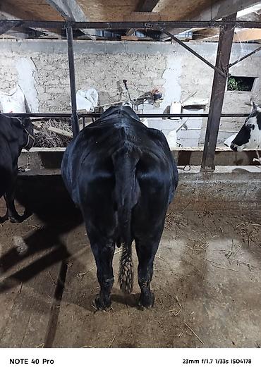 Продам с/х животных: Продаю | Корова (самка) | Стельные — 3
