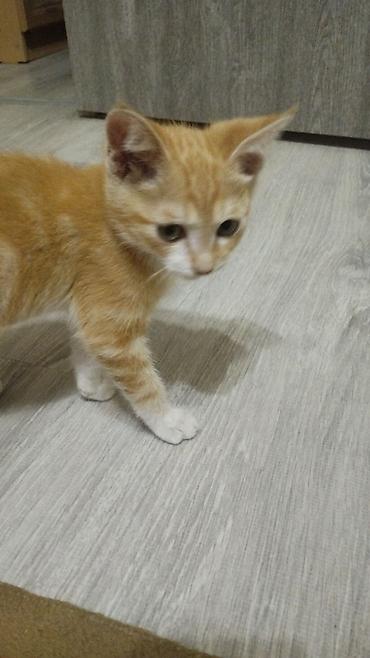 рыжий: Котёнок рыже-белого окраса с белыми лапками и грудкой. Короткая — 1