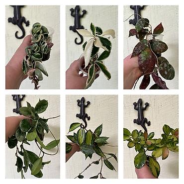 хойи: Комнатные лианы Hoya (хойя) в подвесных кашпо - Разные сорта: на фото — 7