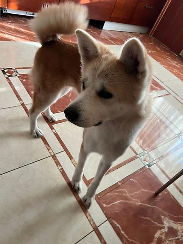 heyvan sahiblendirme: Akita-inu, Sənədli, Ünvandan götürmə — 1