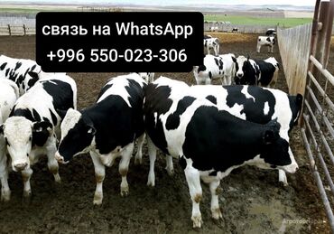 продаю музоо торпок корова самка бык самец айрширская ангус алатауская на забой для разведения на откорм племенные нетель привязанные: Сатам | Уй (ургаачы), Бука (эркек), Кунаажын | Бордоп семиртүү үчүн, Союуга, Көбөйтүү үчүн