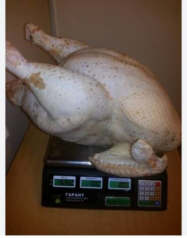 бройлеры оптом: Индейка кросса 708 выращенные на свободном пасбищеели только