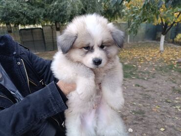 Psi: Stenci Akita Inu (Japanska Akita)ostenjeni 25.08.25. vakcinisani — 6