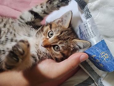 Продажа кошек: Беспородная, 2 месяца, Девочка, Приучена к лотку — 4