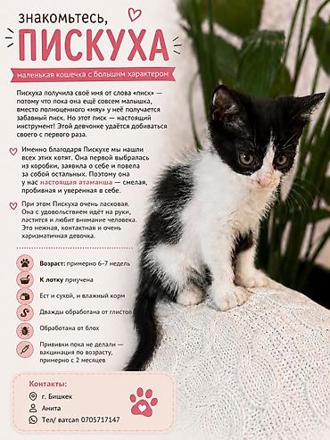 Животные: Кошка даром: Беспородная, 2 месяца, Девочка, Приучена к лотку — 3