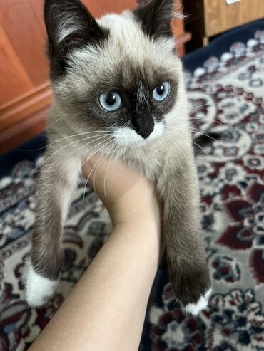 лоток кошачий: Порода сноушу (снежная туфелька)сиамская кошка.Котёнок с эффектным