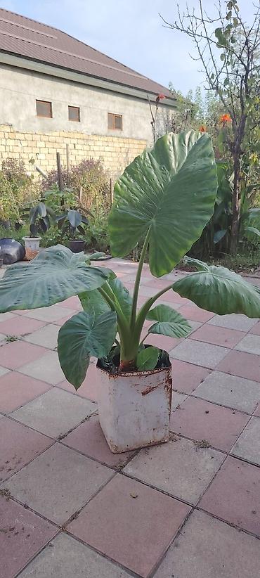 ev bitkisi: Bitki: Alocasia (Fil qulağı) Təsvir: - Böyük, parlaq yaşıl — 1